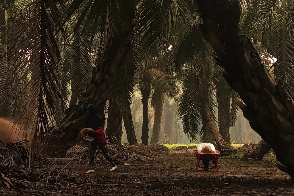 Kondisi area perkebunan sawit ekstrem yang membutuhkan pipa untuk lahan gambut dengan ketahanan tinggi terhadap korosi dan asam.